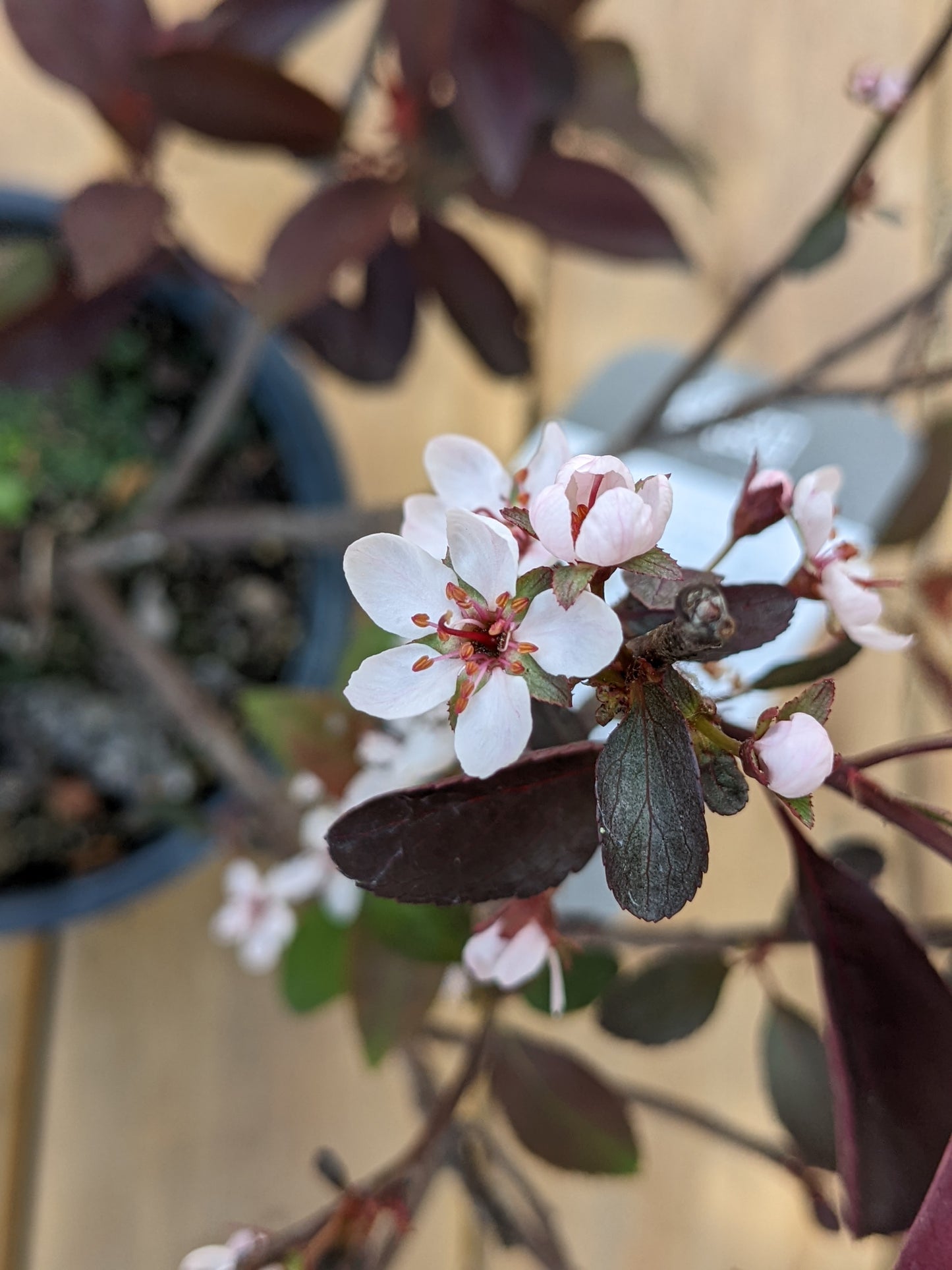 Purple Leaf Sand Cherry