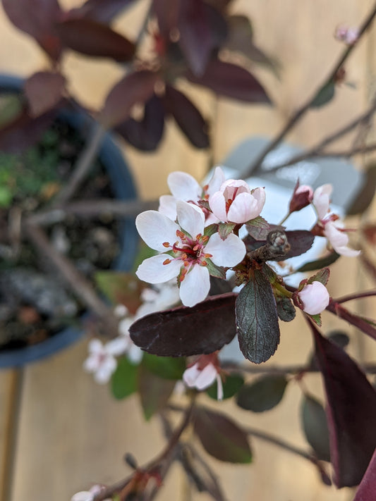 Purple Leaf Sand Cherry