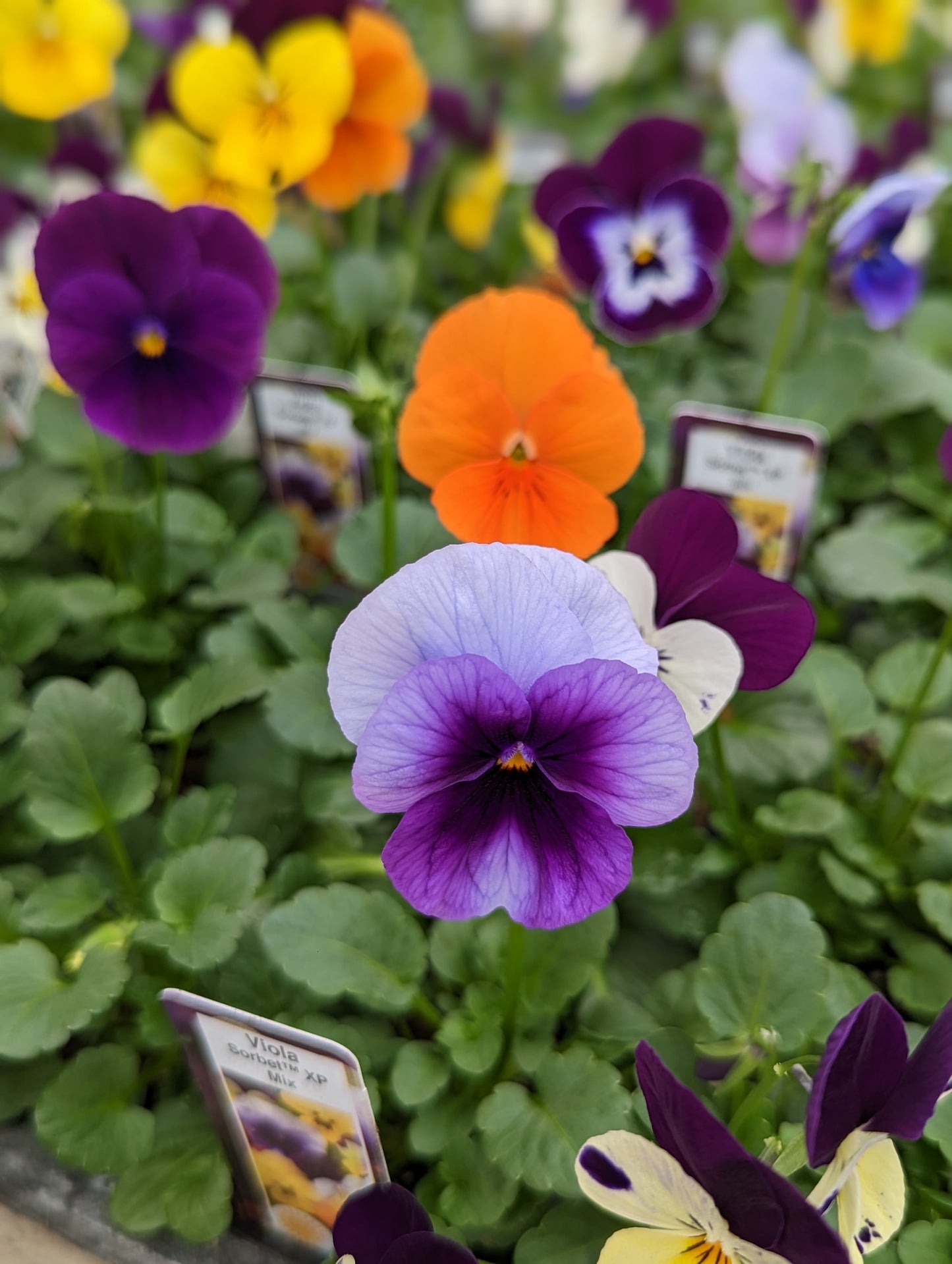 Sorbet XP Viola