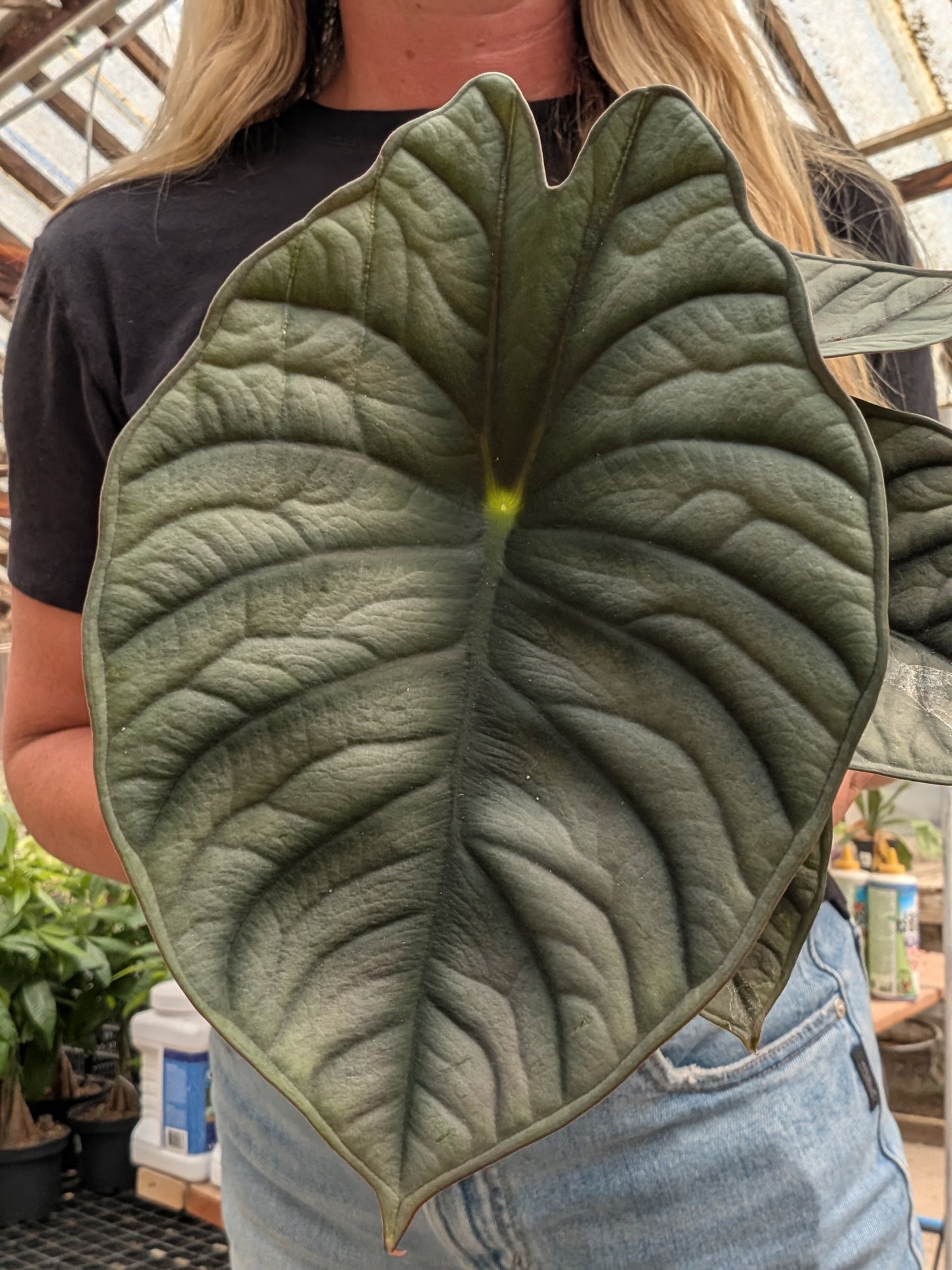 Alocasia Black Diamond (4")