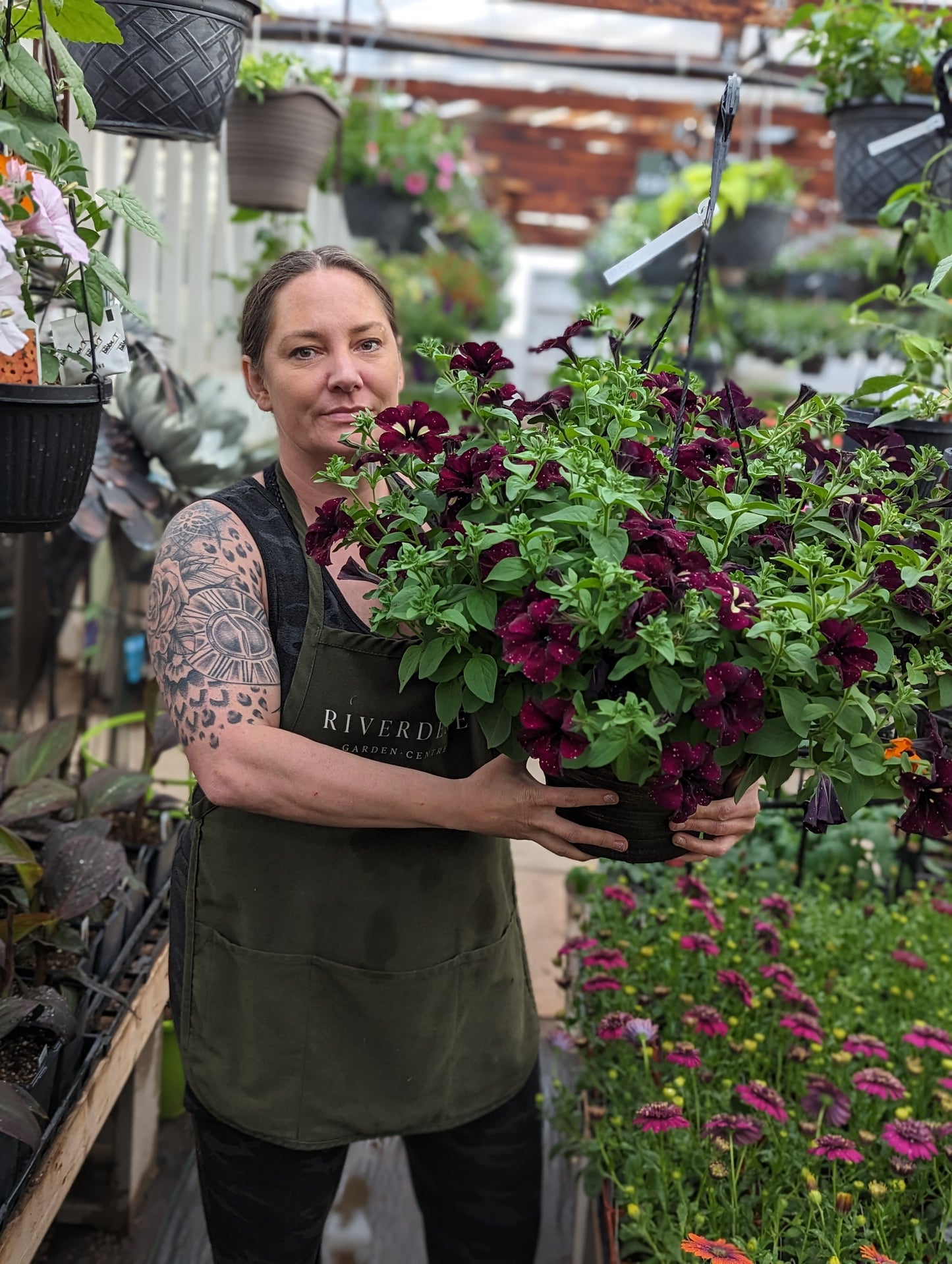 Headliner Petunia Starry Sky Burgundy