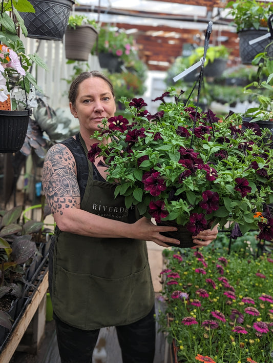 Headliner Petunia Starry Sky Burgundy