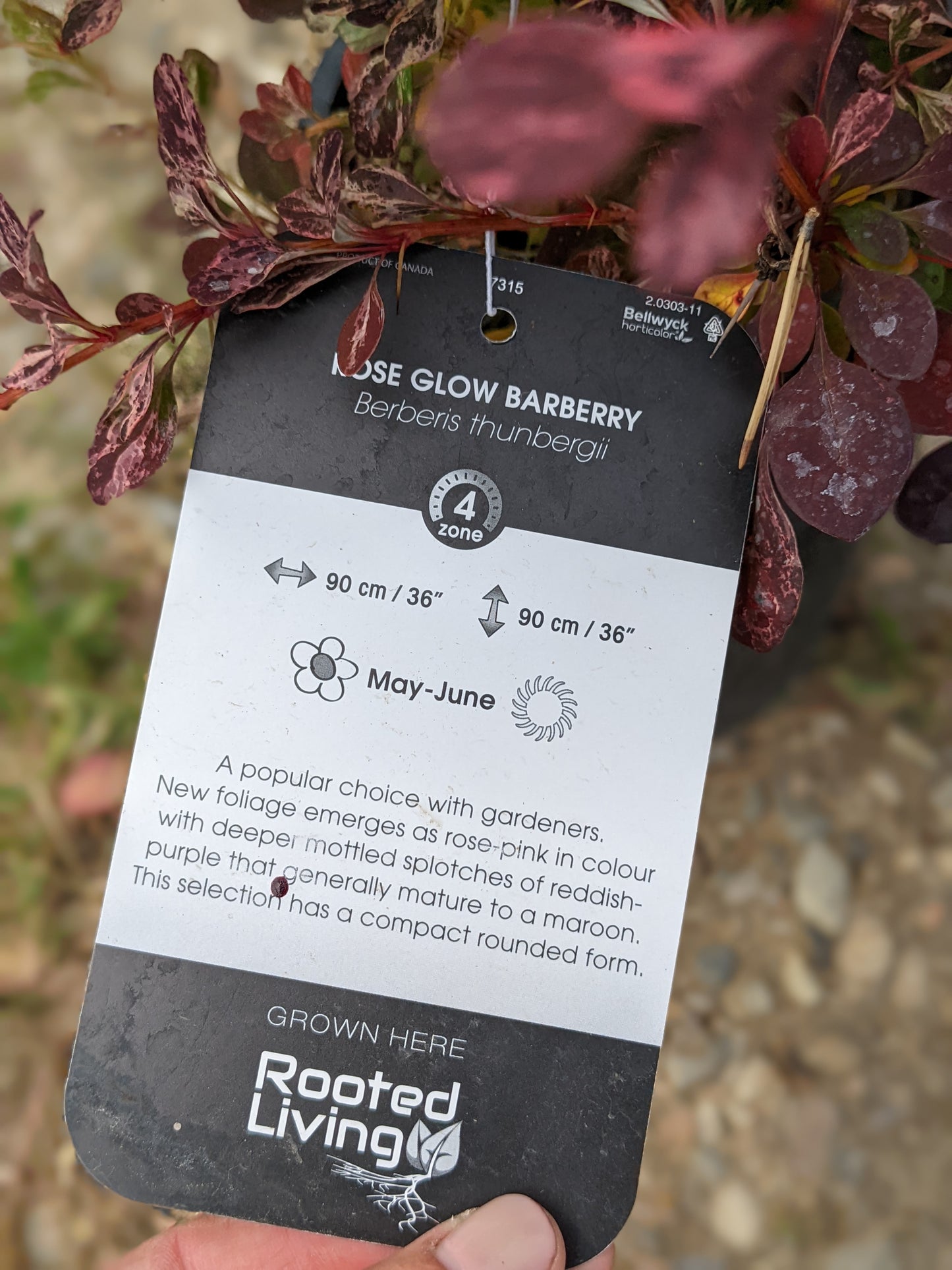 Rose Glow Barberry