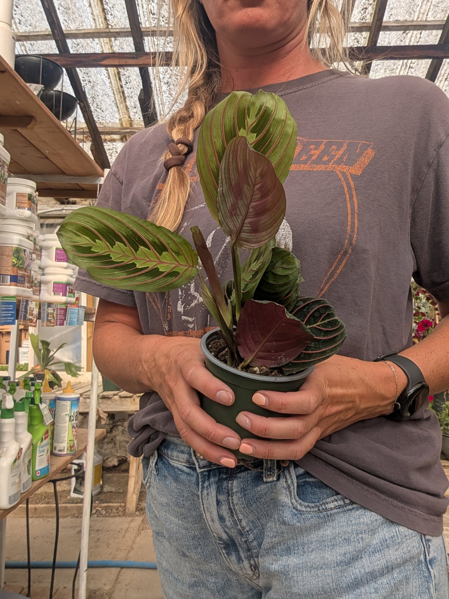 Maranta Red (4")