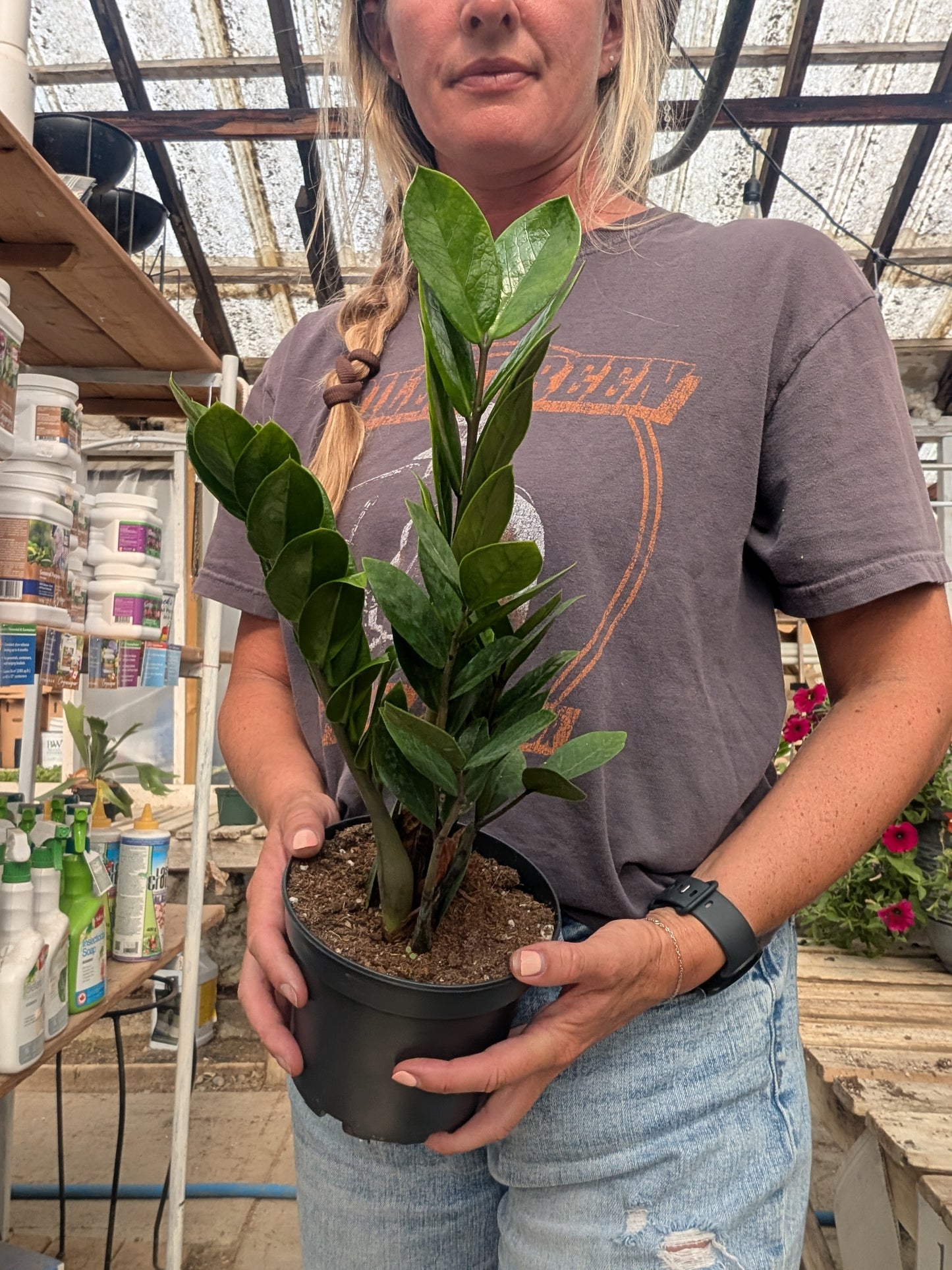 ZZ Plant (6")