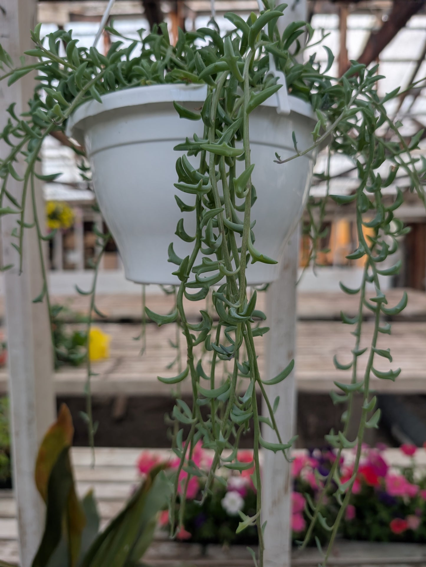 Senecio String of Dolphins (6")