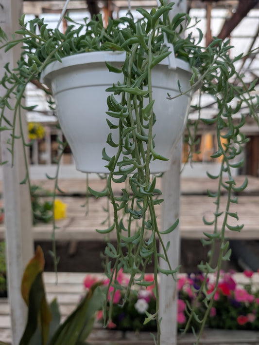 Senecio String of Dolphins (6")