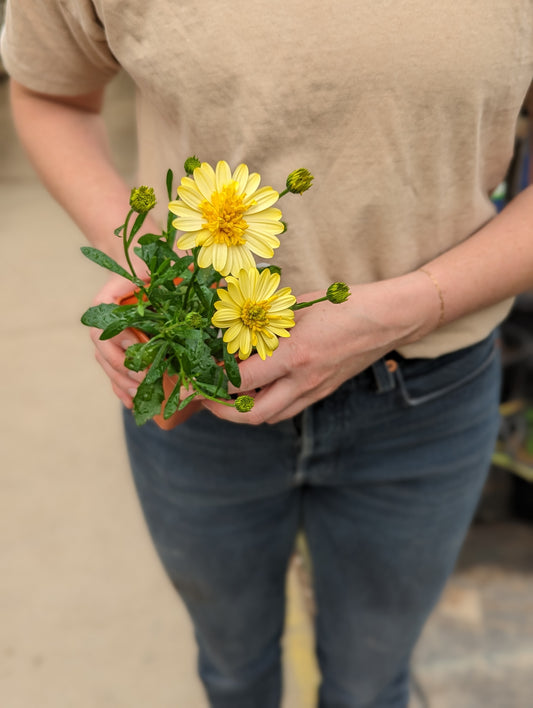 4D Osteospermum Sunburst