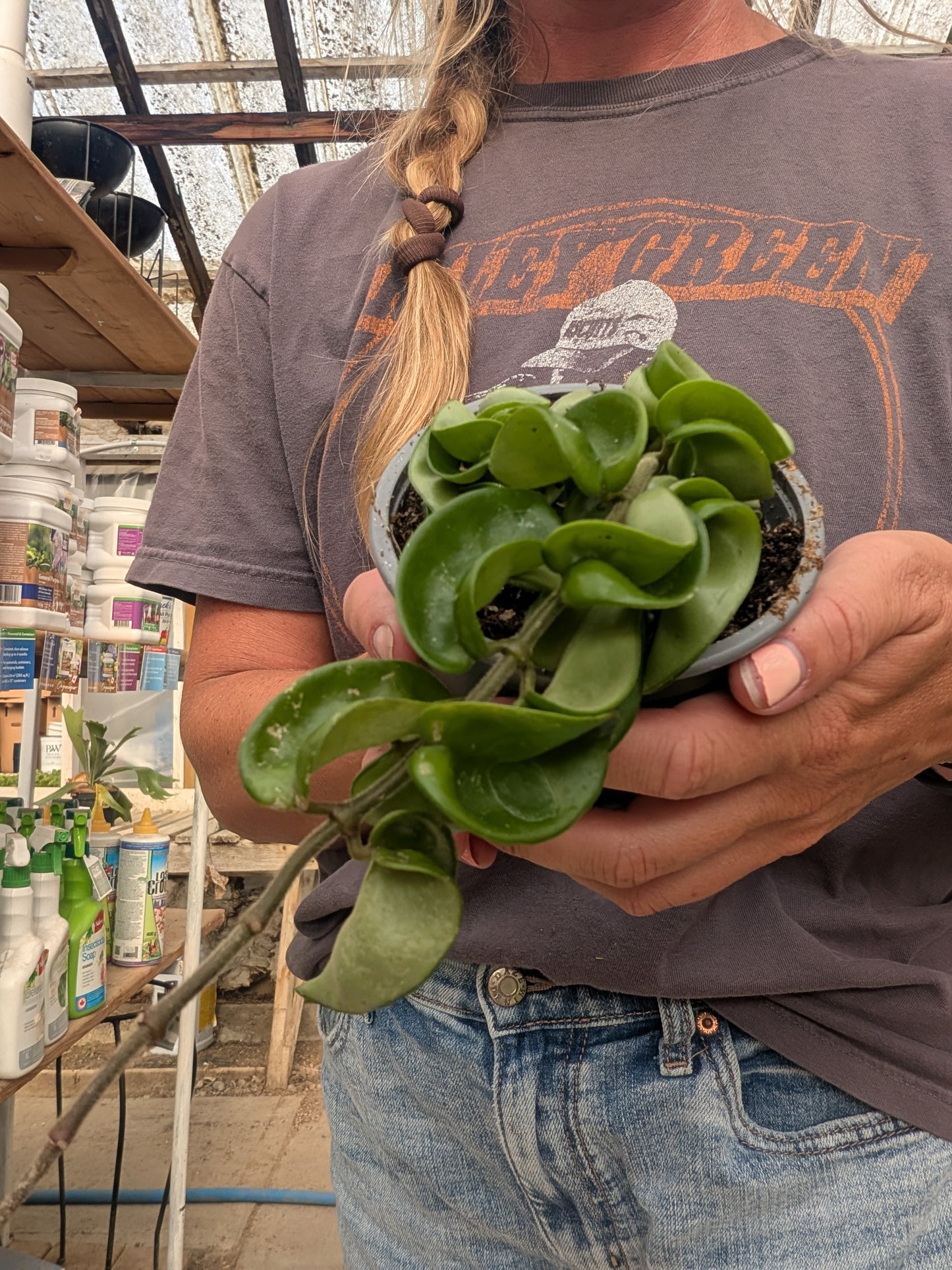 Hoya Krinkle Kurl (4")