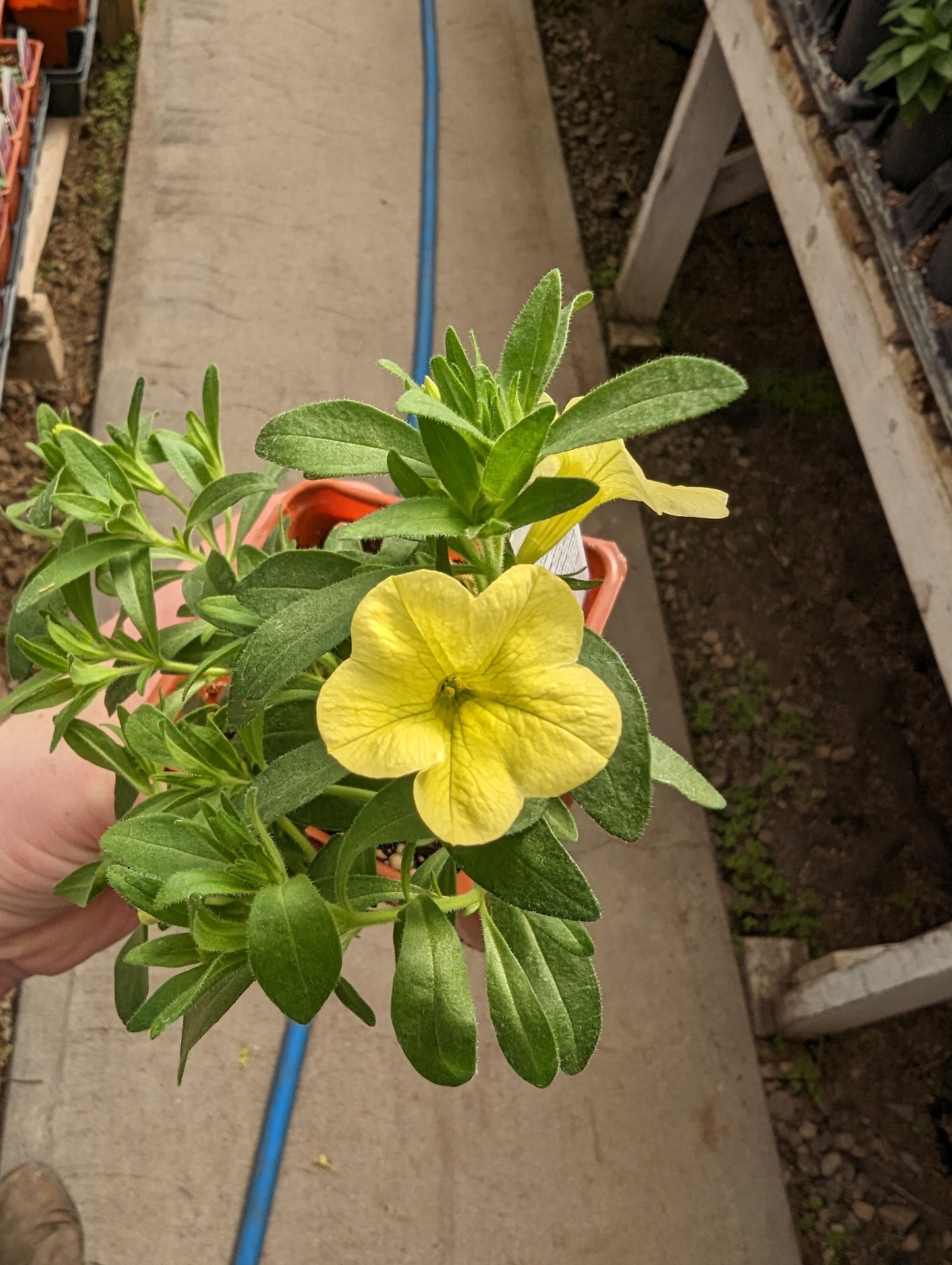 Cabaret Calibrachoa Lemon Yellow