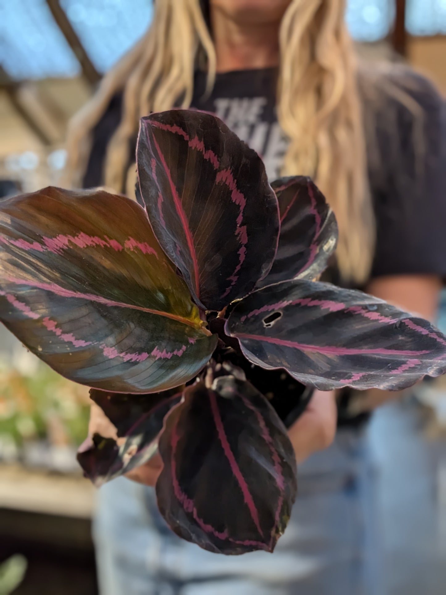 Calathea Roseopicta 'Dottie'