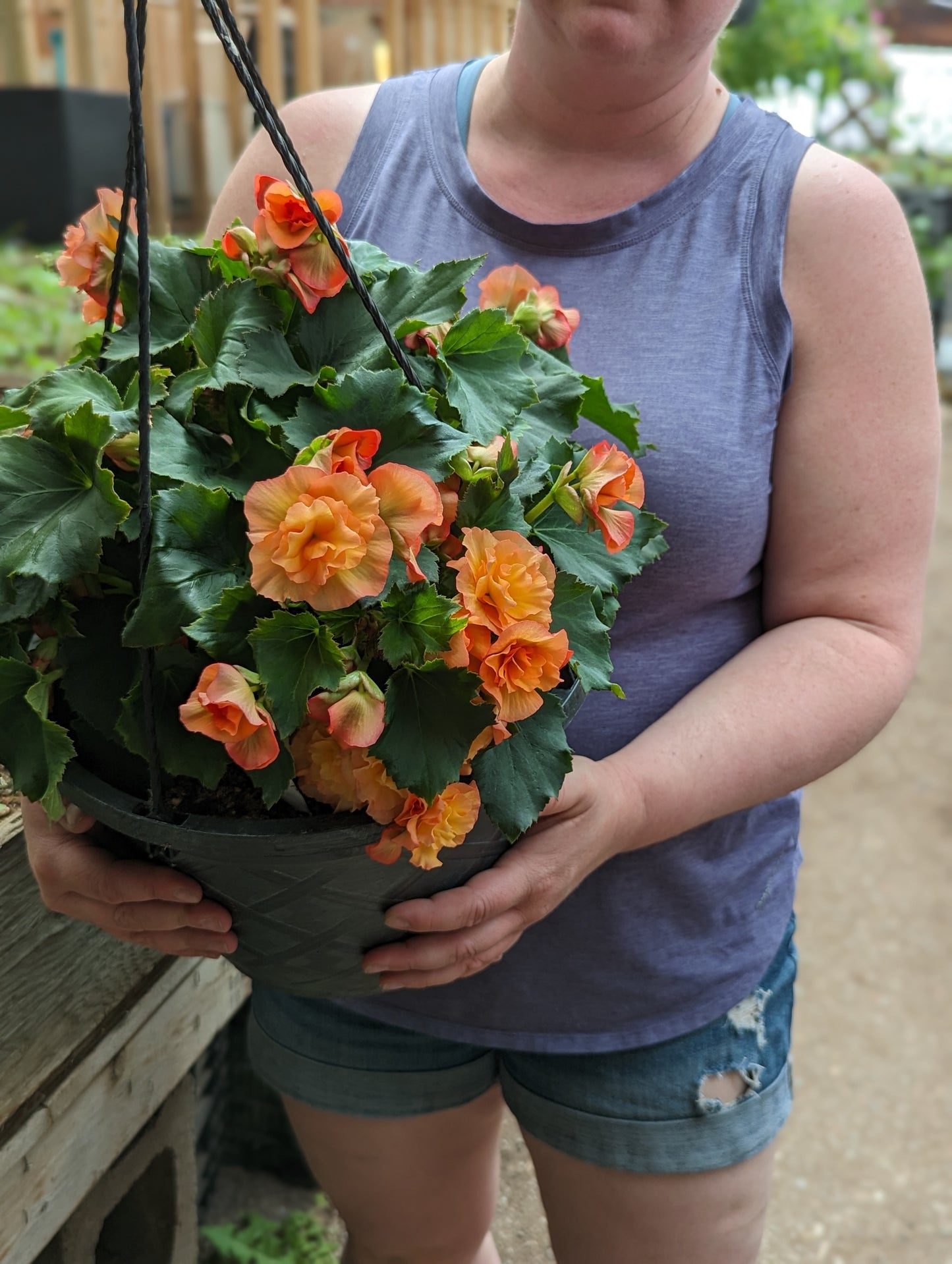 Solenia Apricot Begonia