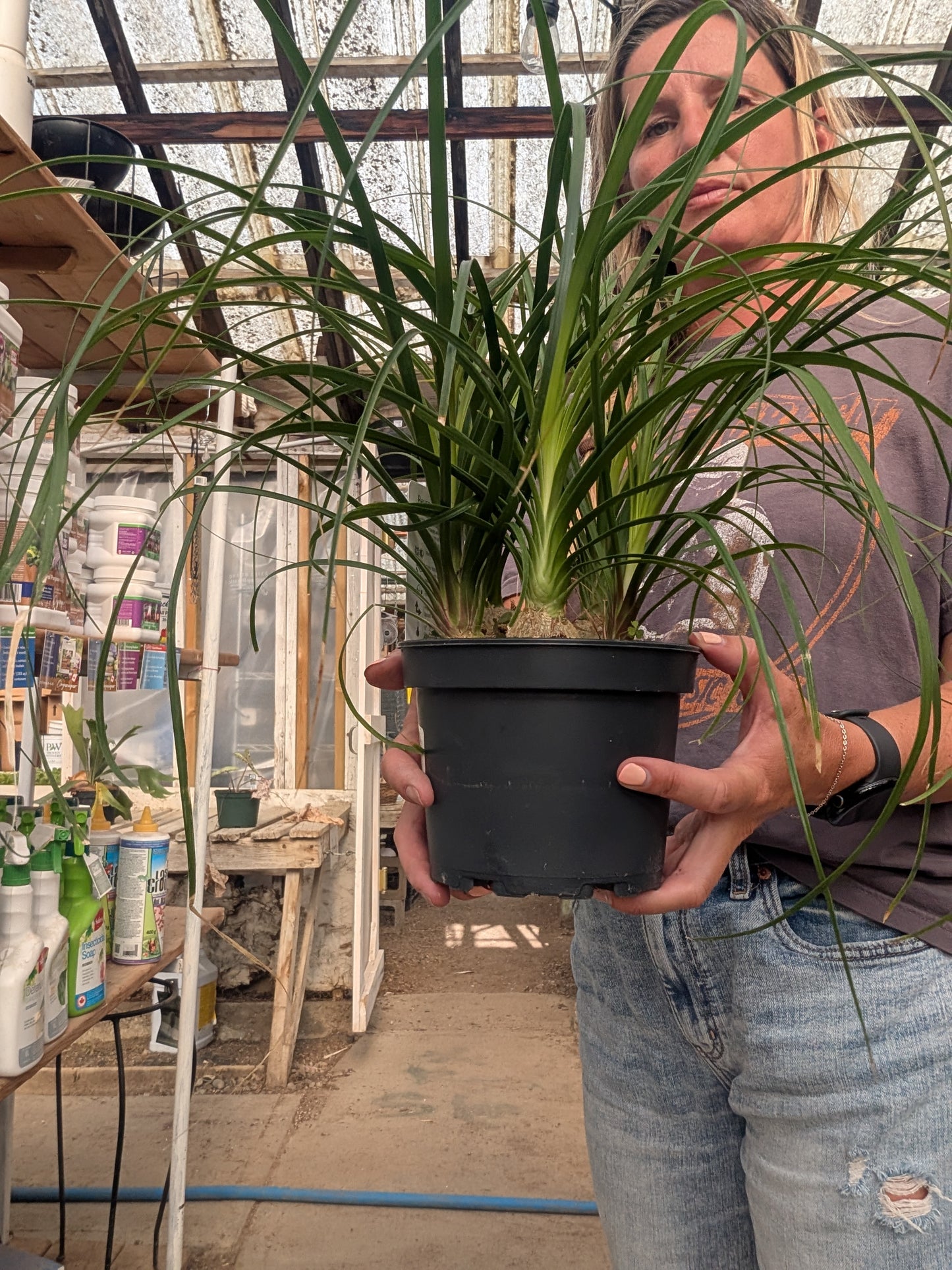 Pony Tail Palm (6")
