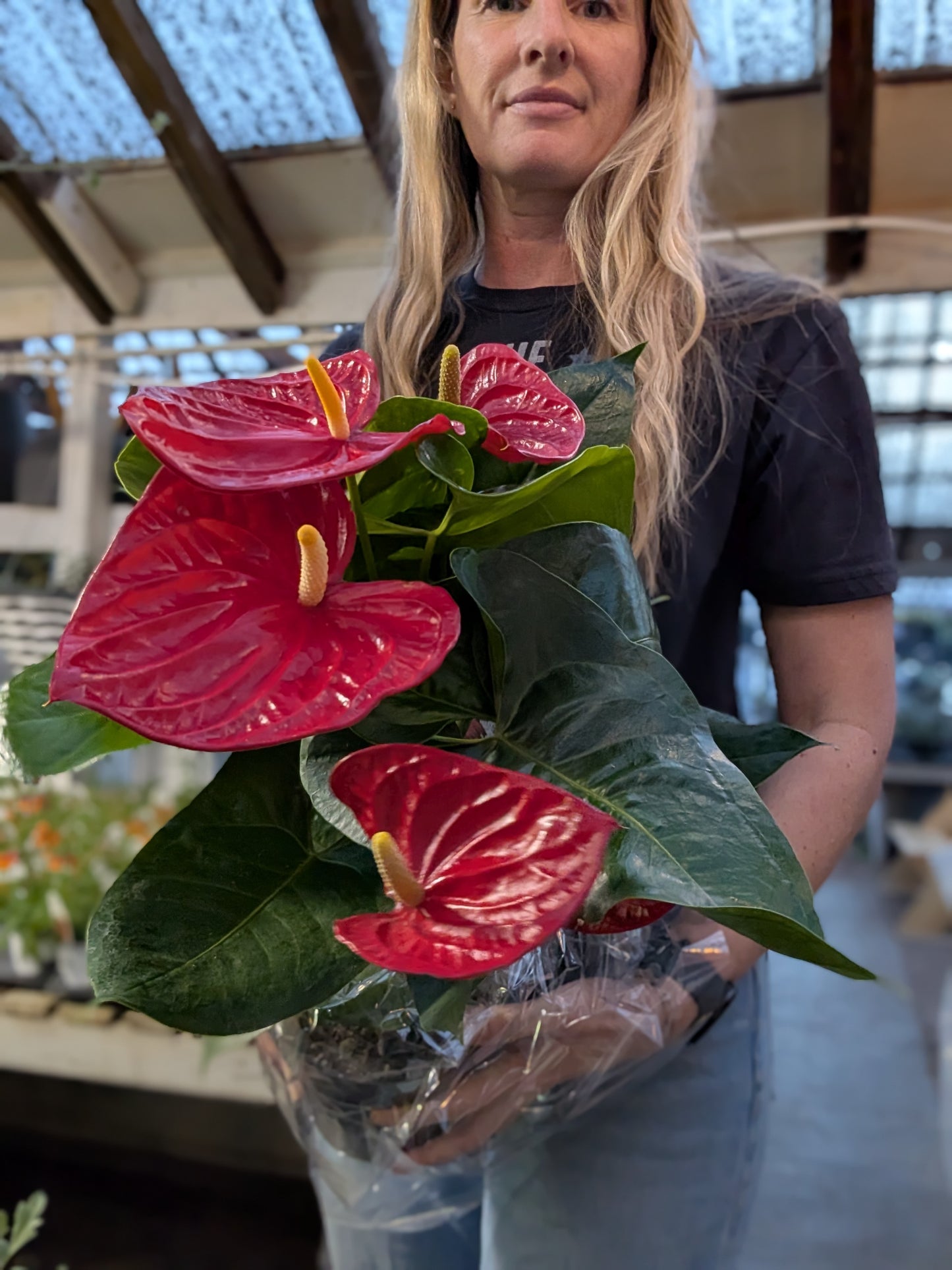 6" Anthurium