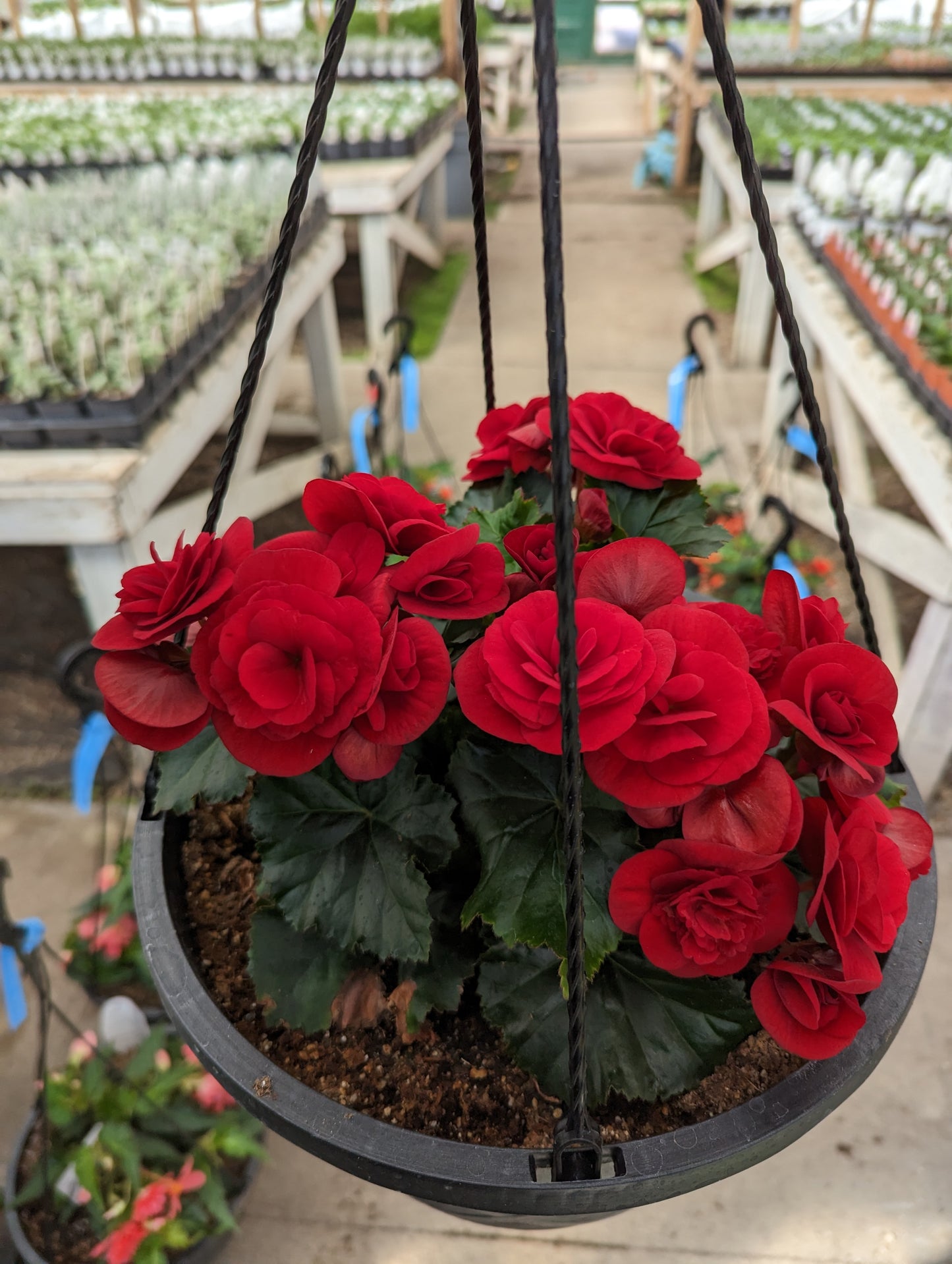 Solenia Red Velvet Begonia