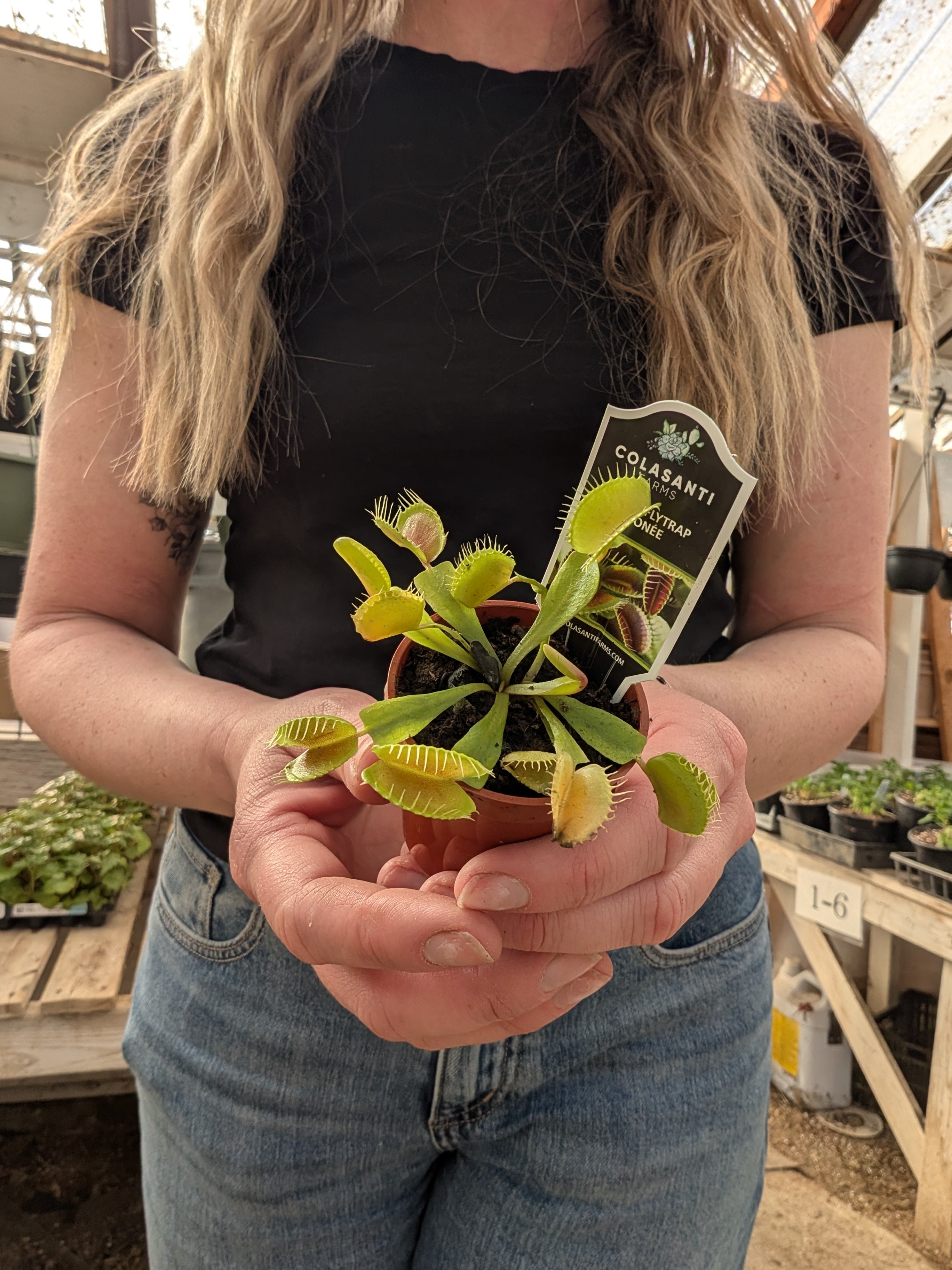 Venus Fly Trap (2