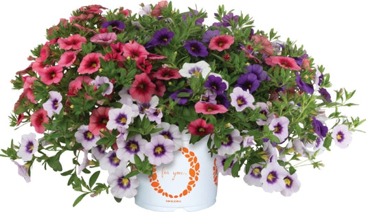 Shades of Orange/Red Hanging Basket