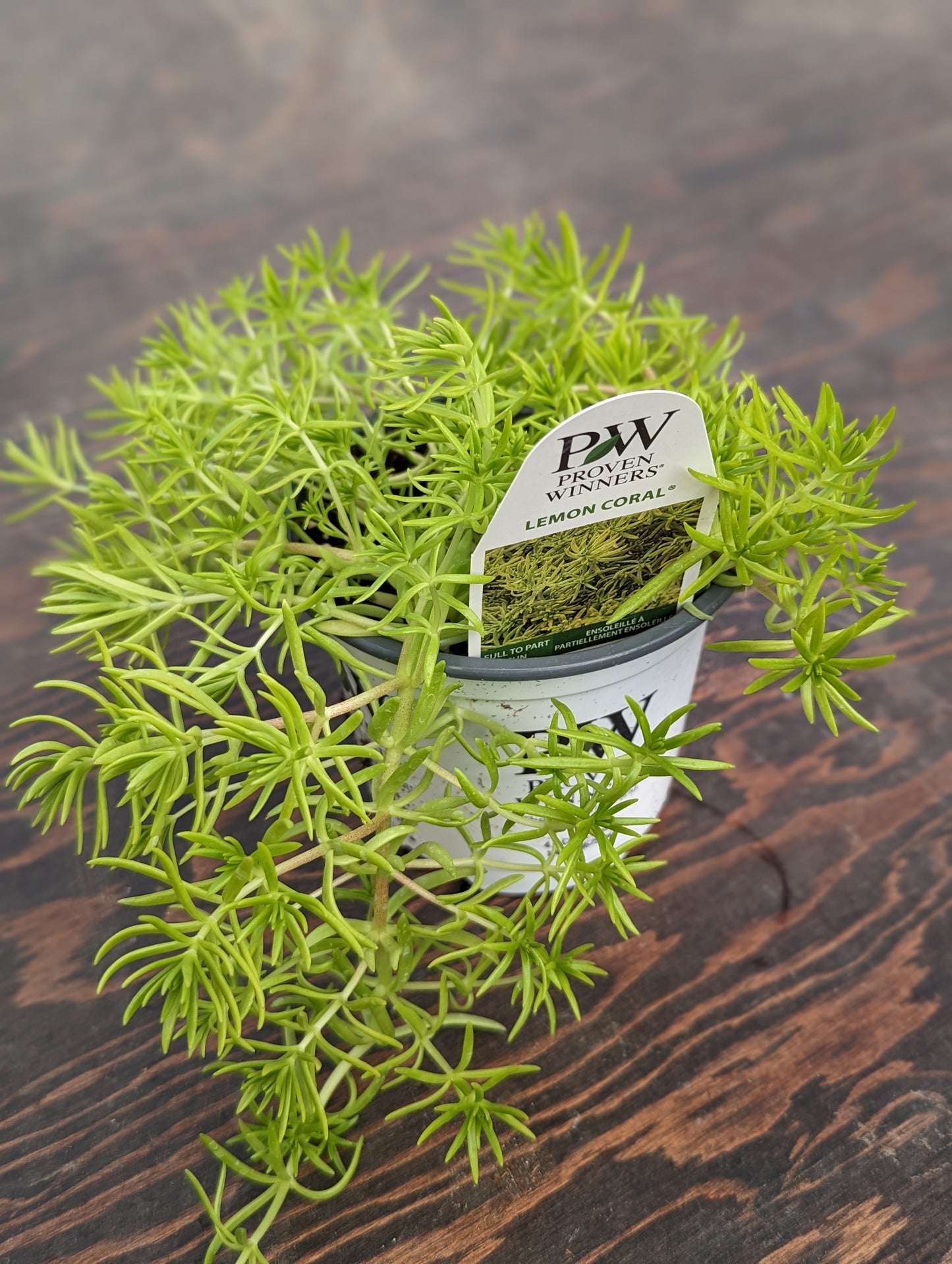 Lemon Coral Sedum (Proven Winners)