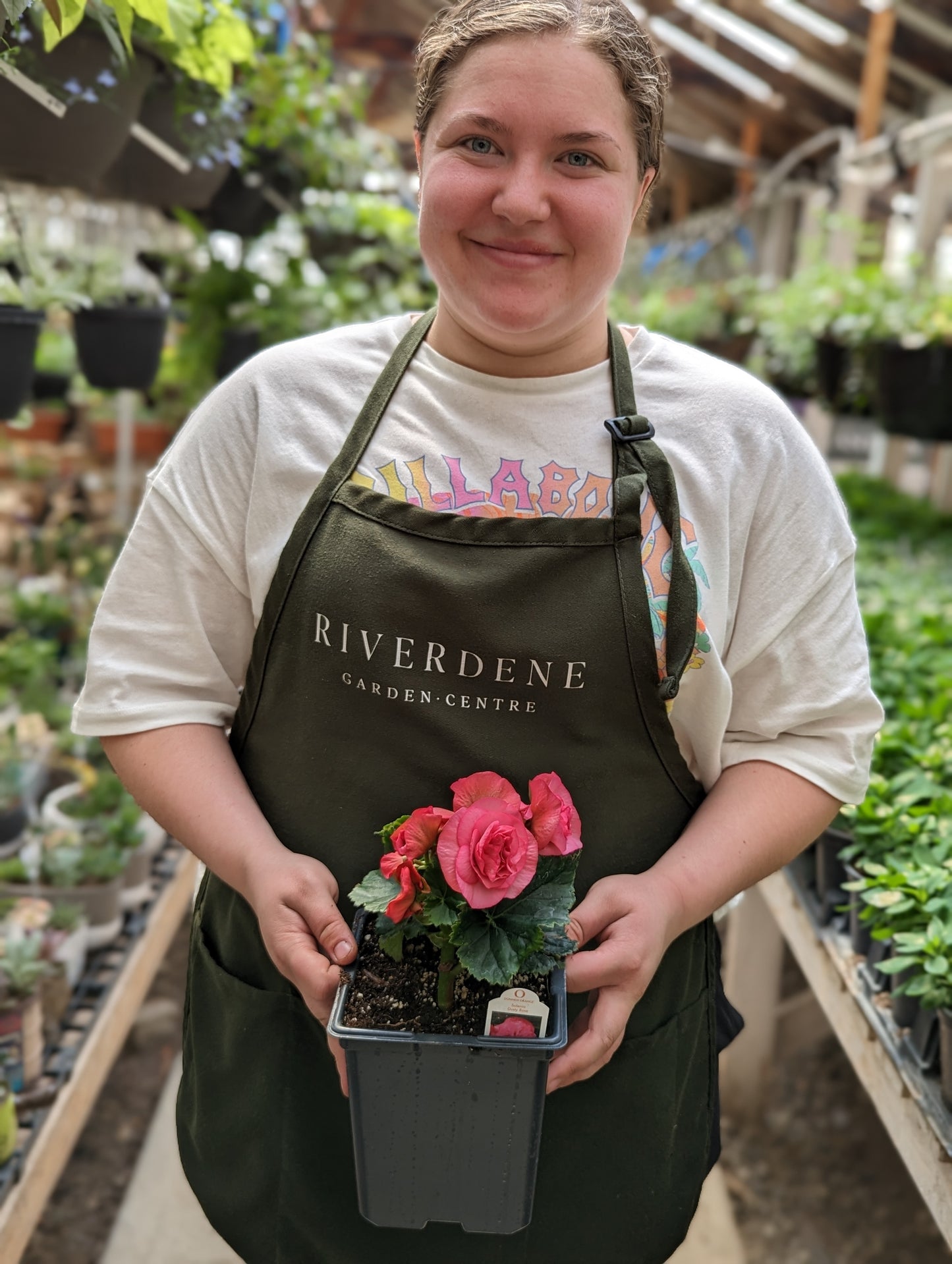 Solenia Dusty Rose Begonia
