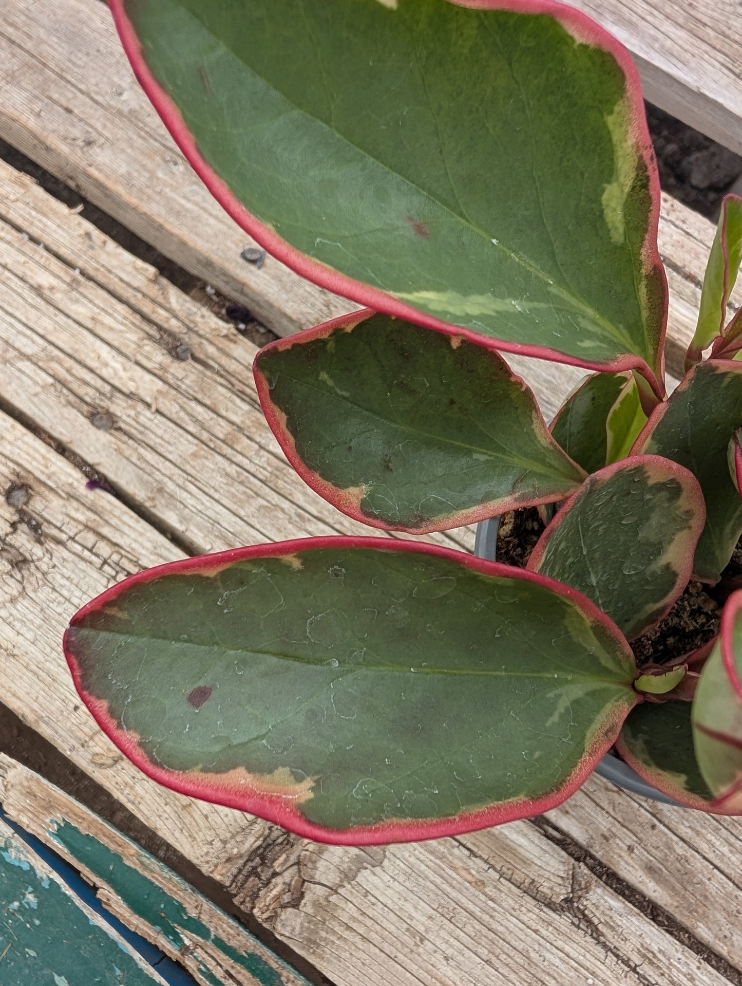 Peperomia Ginny/Pink (4")