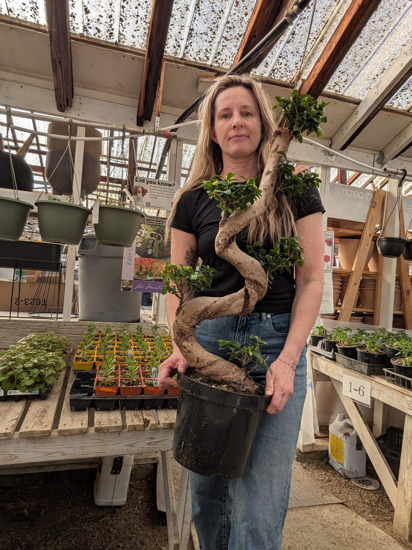 10" Ficus Bonsai S-Shaped