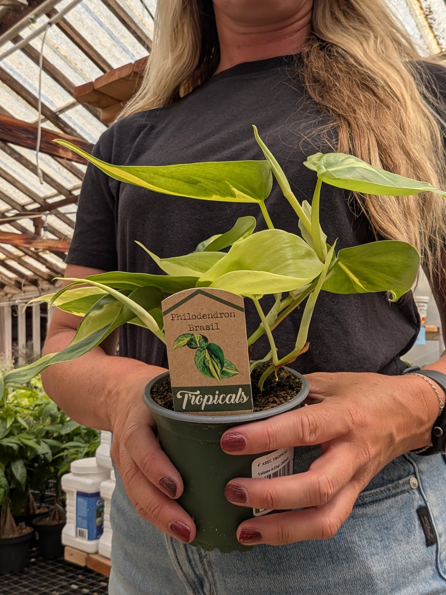 Philodendron Brasil (4")