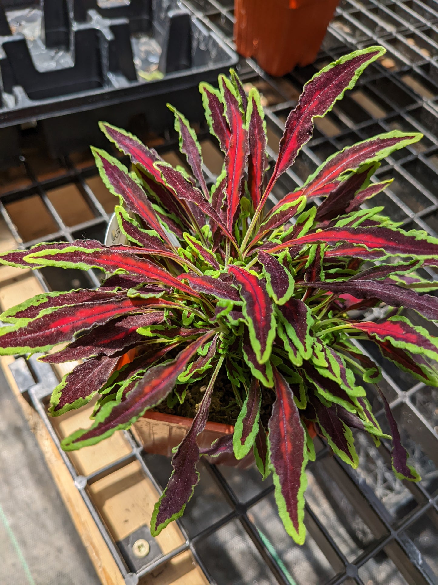Microblaze Spitfire Coleus
