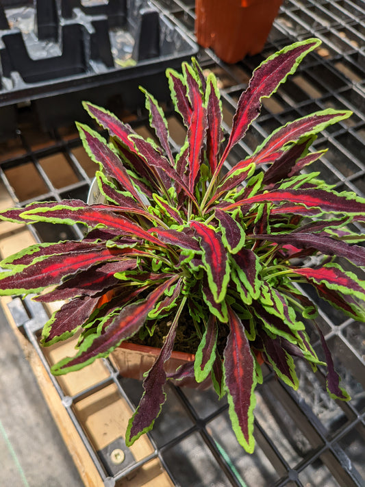 Microblaze Spitfire Coleus