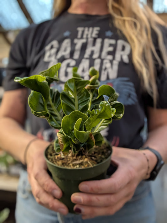Fern Asplenium Nidus Cobra