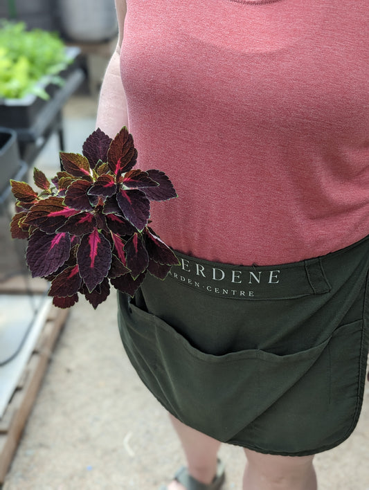 ColorBlaze Velveteen Coleus (Proven Winners)