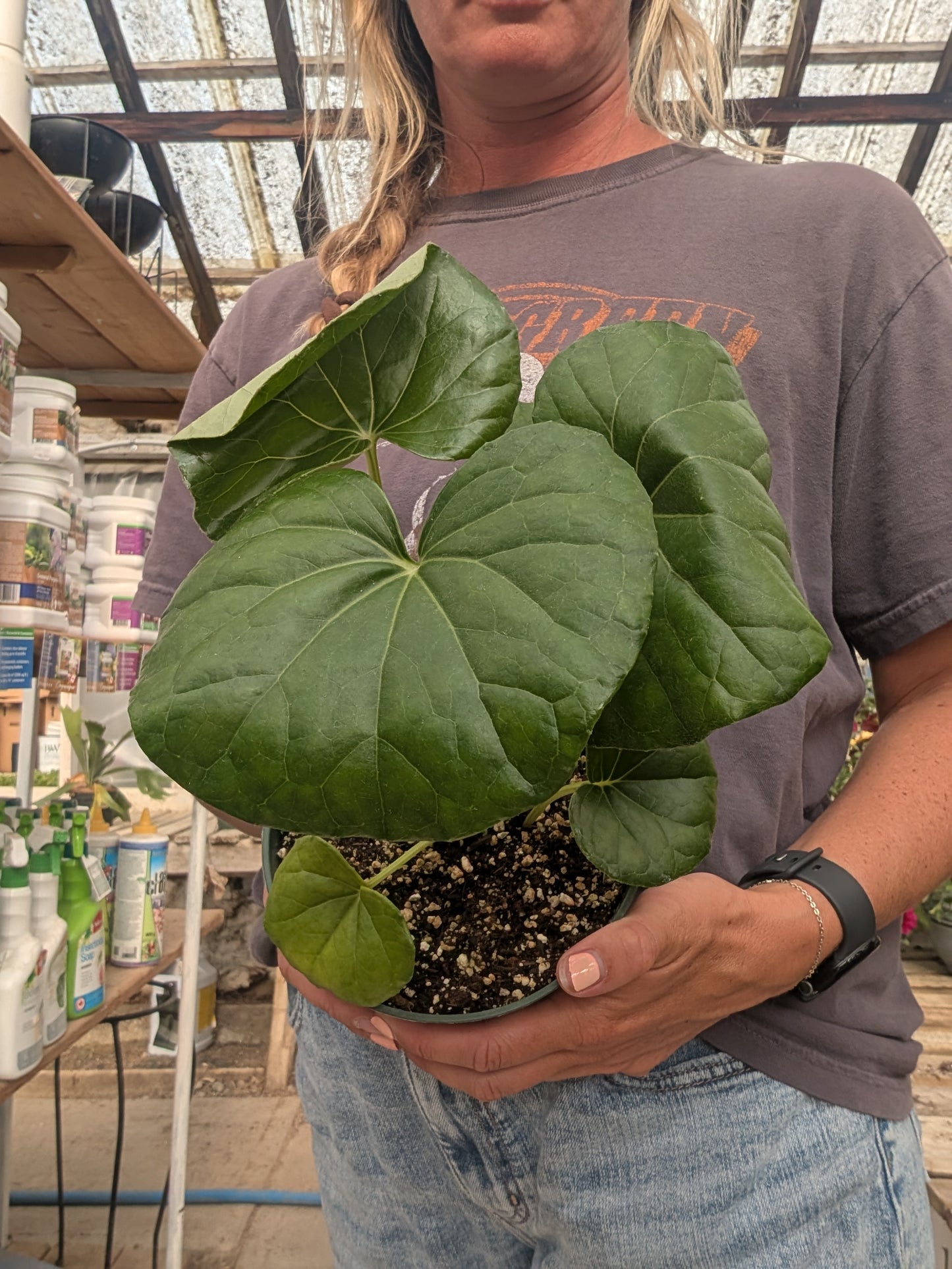 Leopard Plant Gigantea (6")