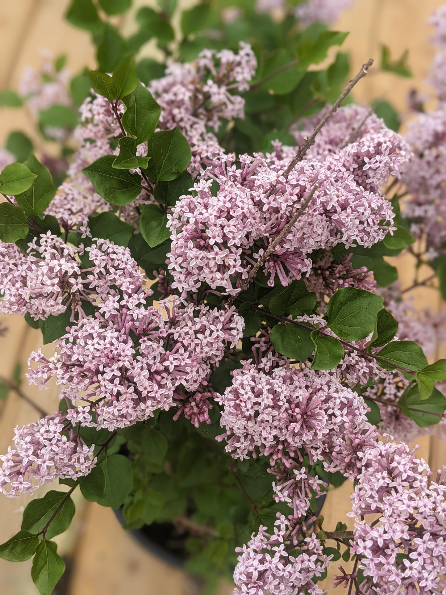 Dwarf Korean Lilac