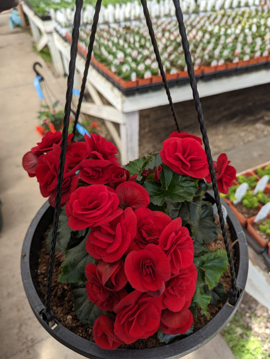 Solenia Red Velvet Begonia
