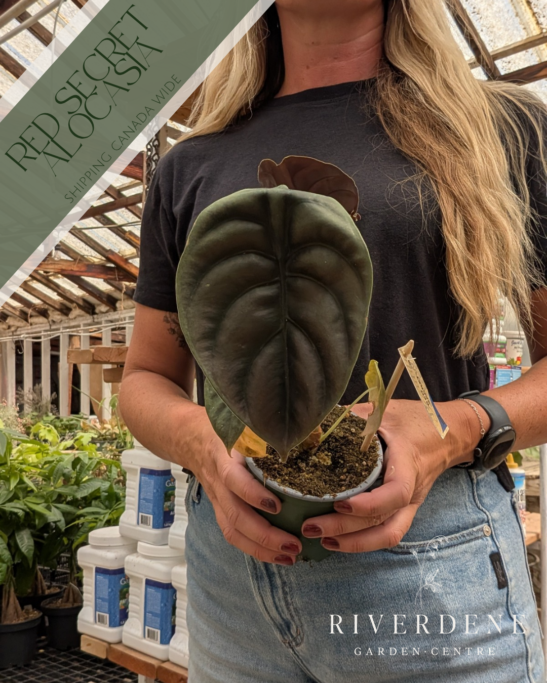 Alocasia Red Secret (4")