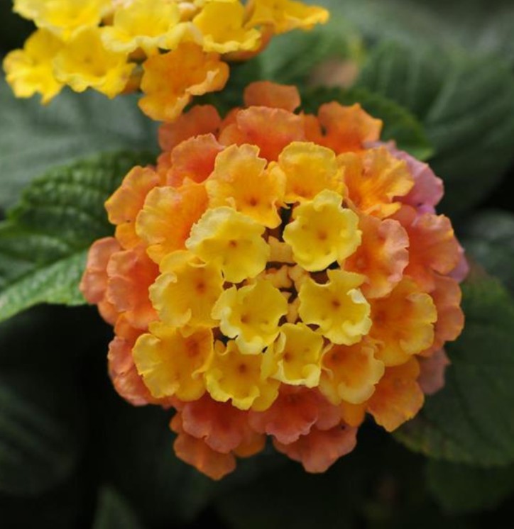 Little Lucky Lantana Peach Glow