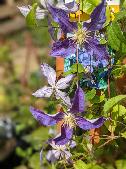Jackmanii Clematis