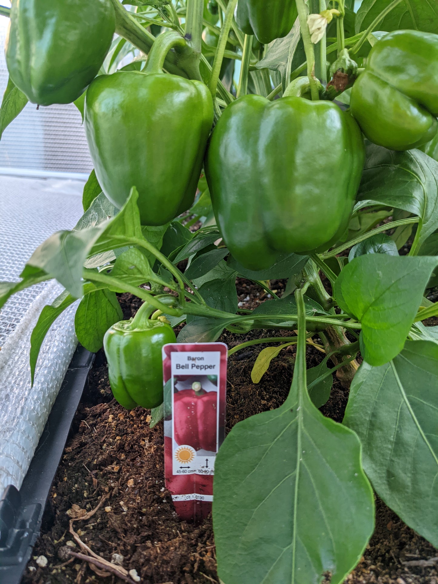 Baron Pepper