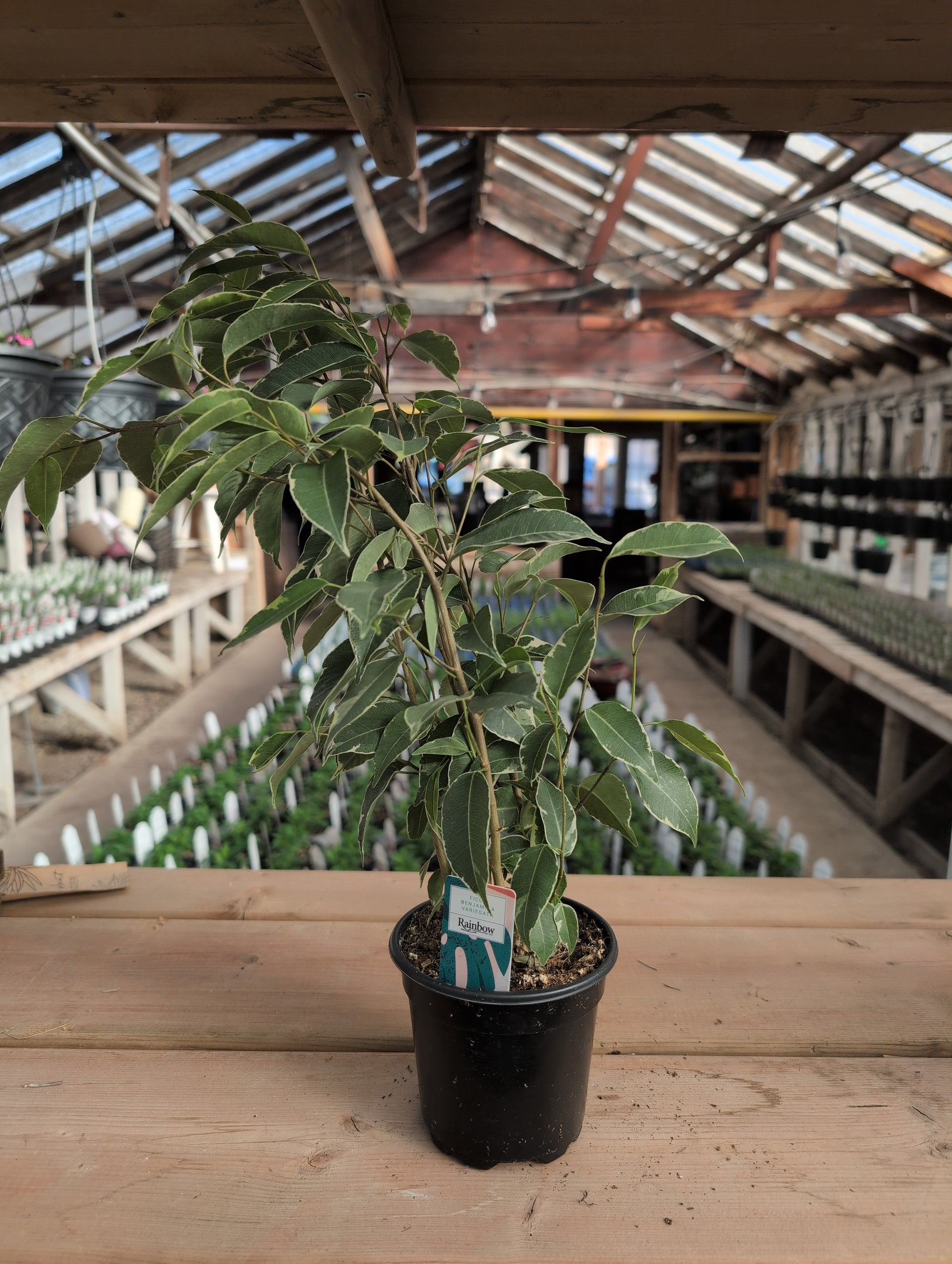 Ficus Benjamina Variegated – Riverdene Garden Centre
