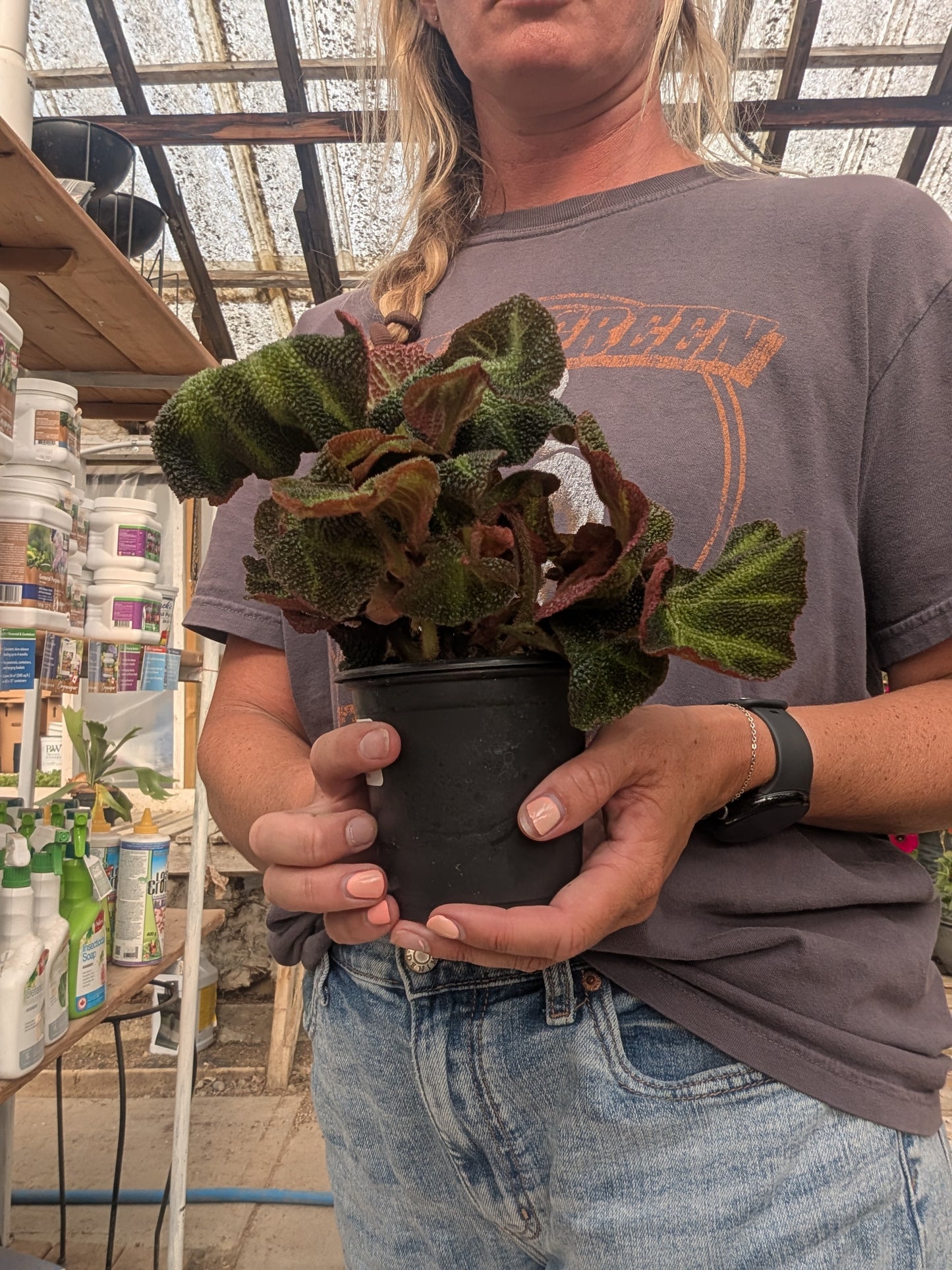 Begonia Rex Soli Mutata (4")