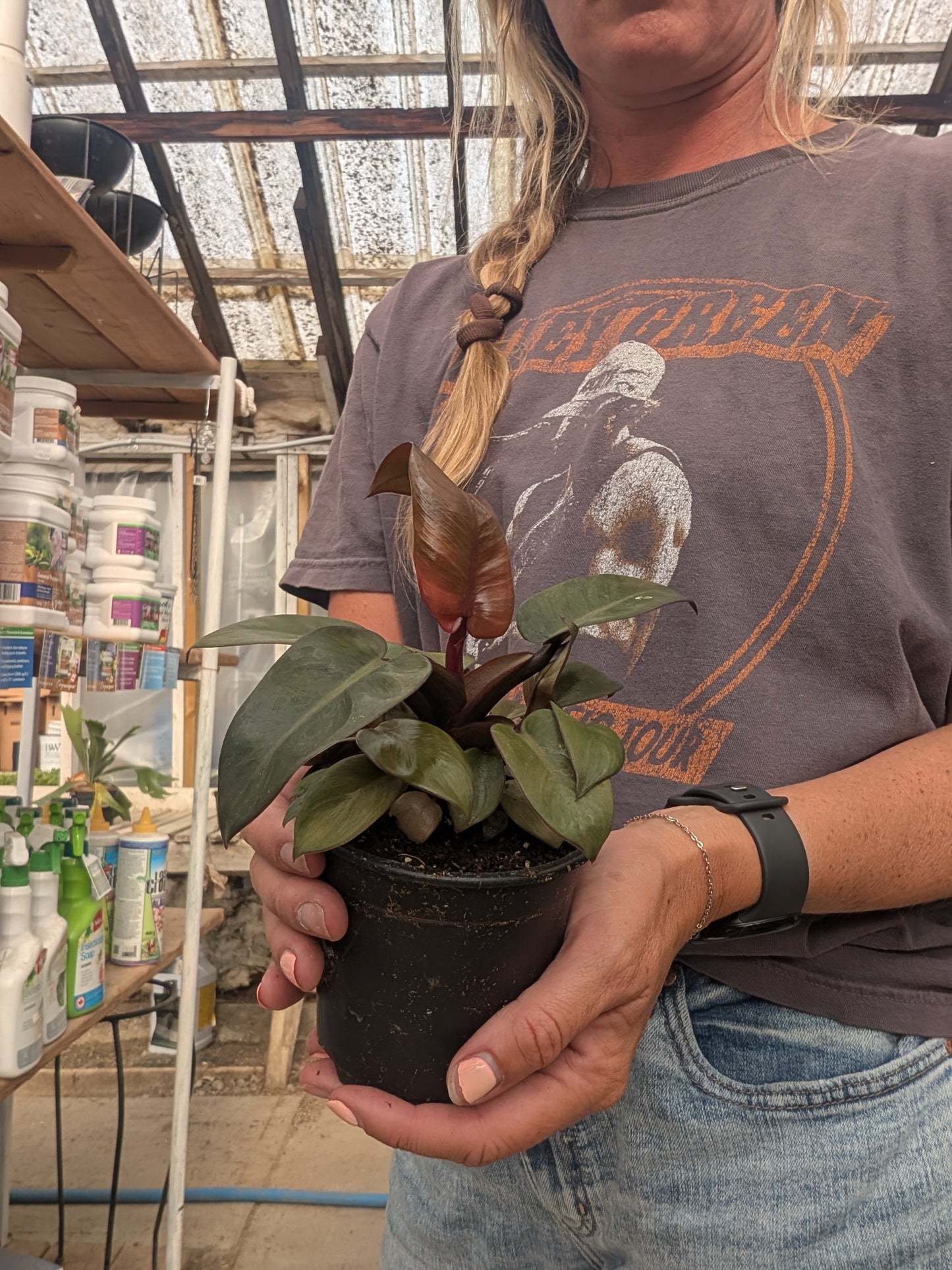 Black Cardinal Philodendron (4")
