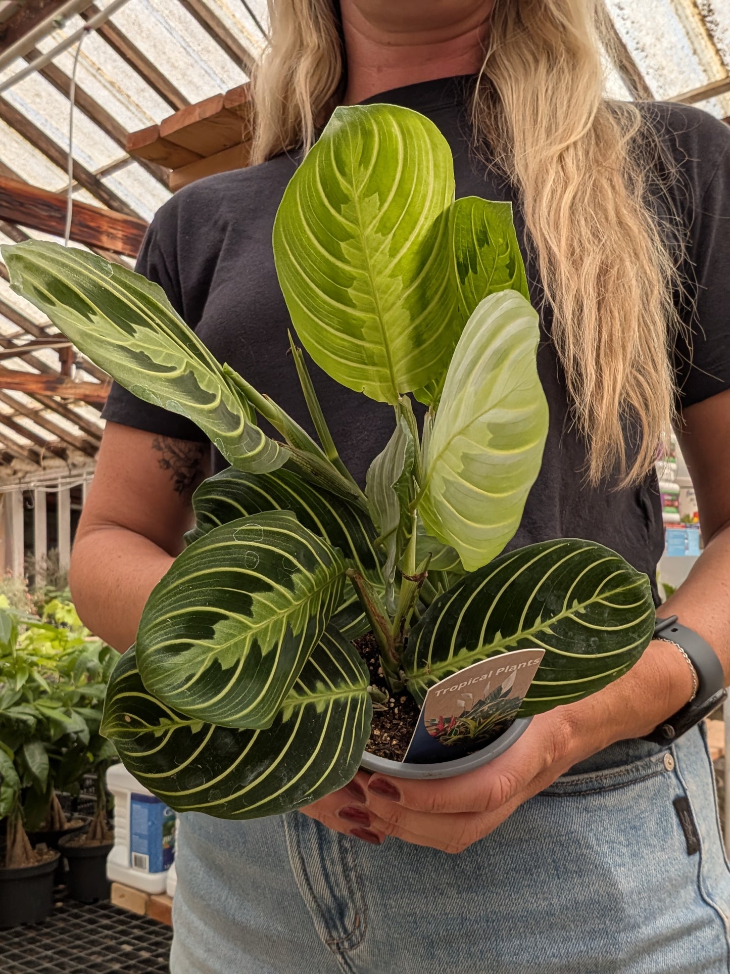 Maranta Lemon Prayer (4")