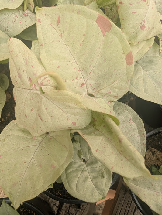 Syngonium Confetti (4")