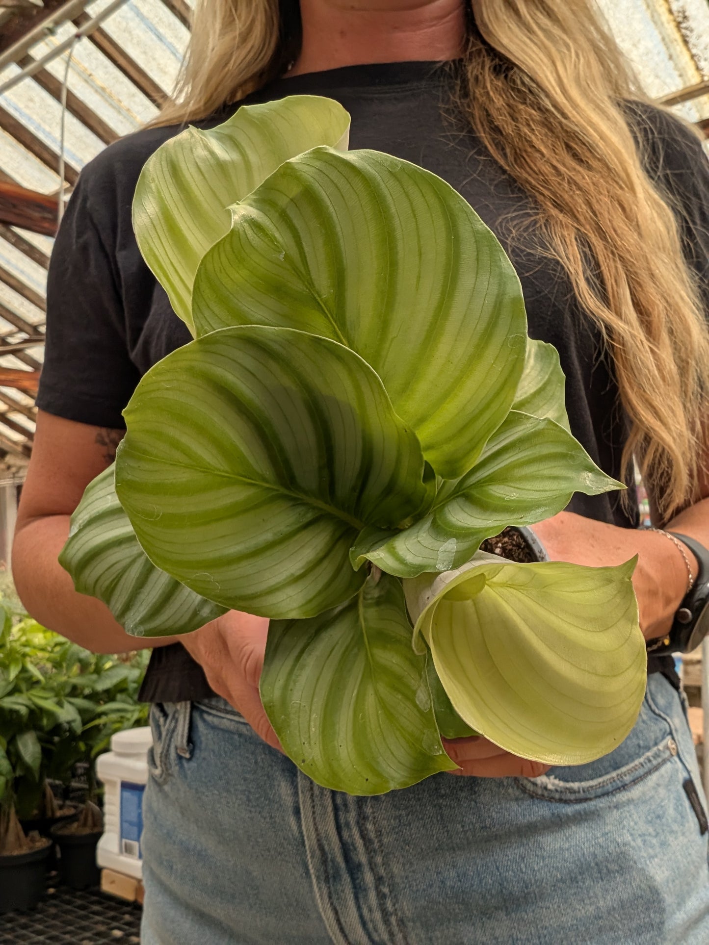 Calathea Orbifolia (4")