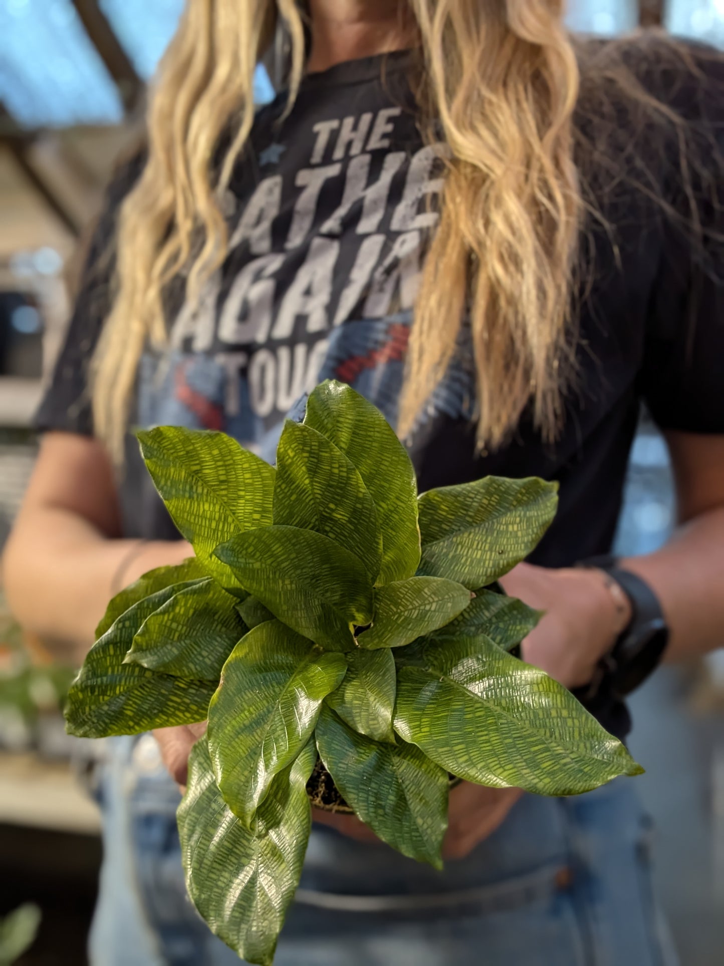 Calathea Network