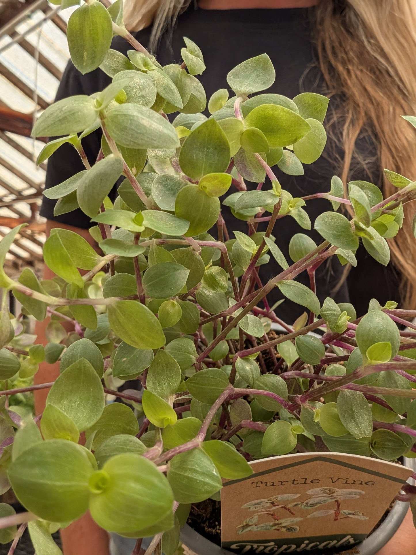 Turtle Vine (4")