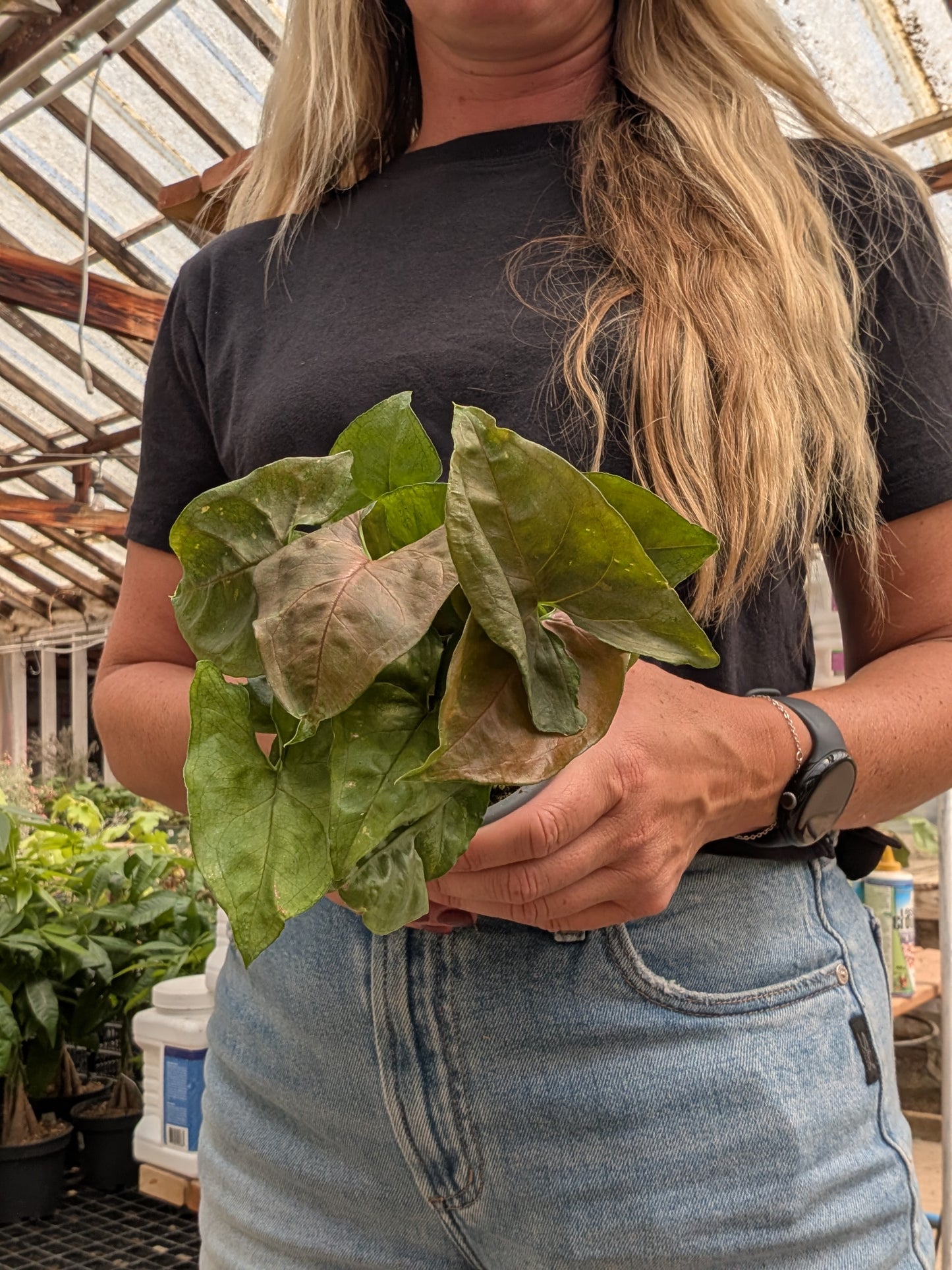 Candy Berry Arrowhead Plant (4")