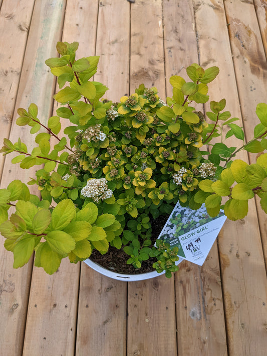 Glow Girl Birchleaf Spirea (Proven Winners)