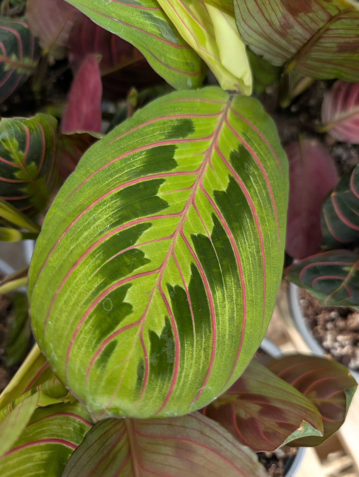Maranta Red (4")