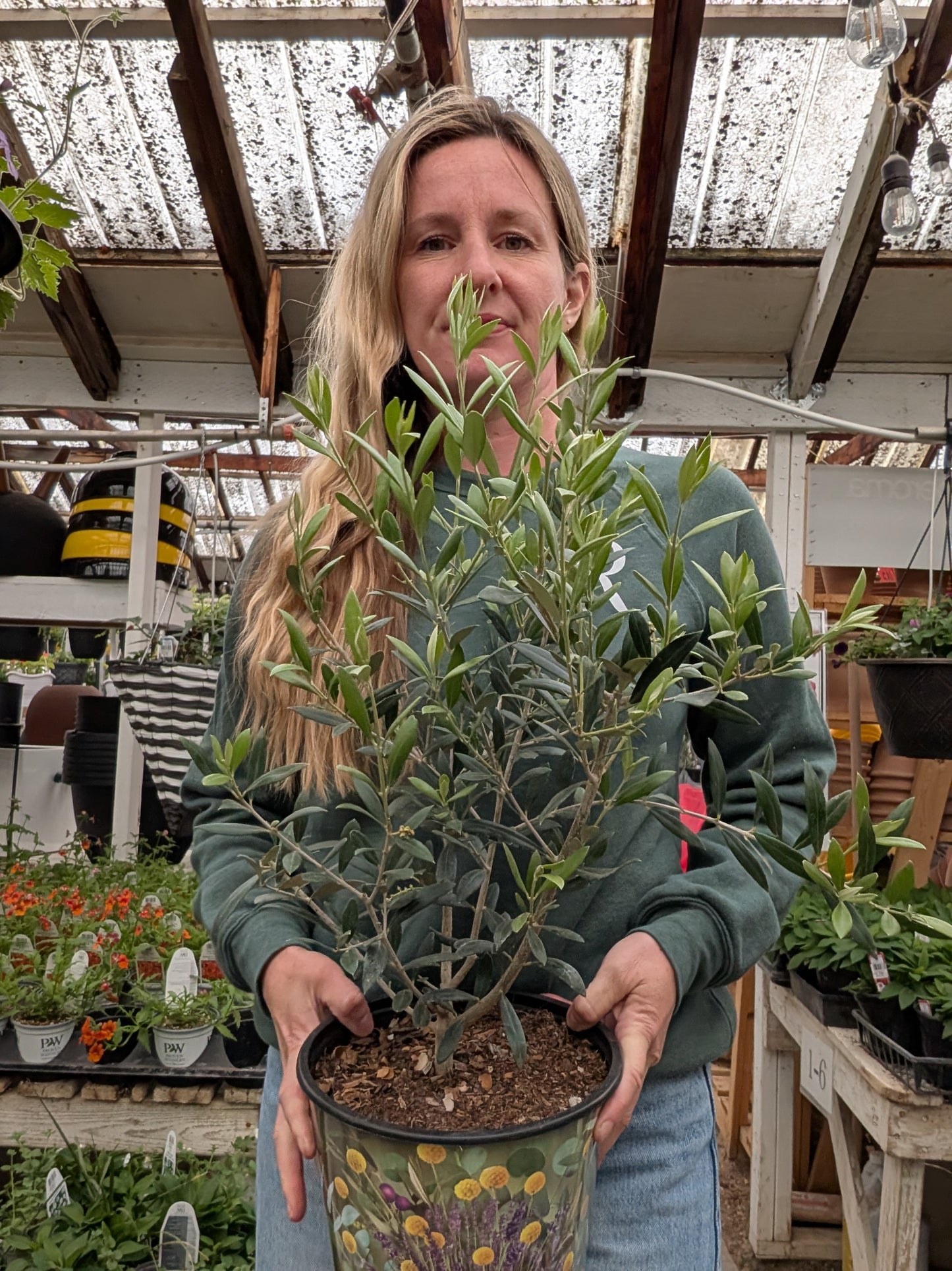 8" Olive Tree