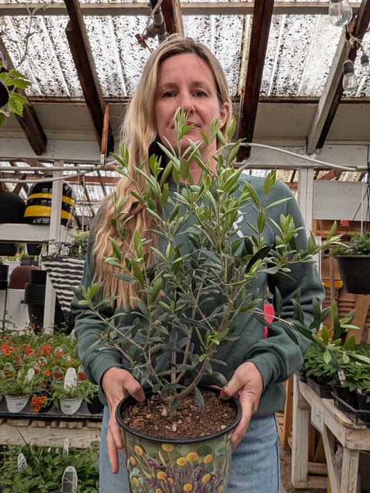 8" Olive Tree